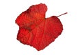 Wild grapes red leaf Royalty Free Stock Photo