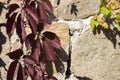 Wild grapes with red leaves curls on a stone wall. Autumn, Uman, Sofiyivka park