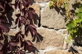 Wild grapes with red leaves curls on a stone wall. Autumn, Uman, Sofiyivka park