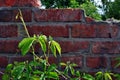 Wild grapes twig with new green leaves on crumbling bricks wall background Royalty Free Stock Photo