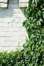 Wild grapes on a white brick wall Royalty Free Stock Photo