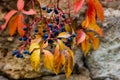 Wild grapes with yellow autumn leaves