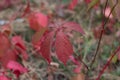 Wild grapevine red autumn leaves