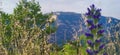 Wild Grass Against the Backdrop of Mountains Fluttering in the Wind in the high Mountains. Close-up, Wide Angle Lens. The Beauty