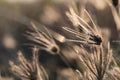 Wild grass against the sun light in the meadow