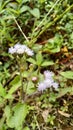 Wild Grass Ageratum Conyzoides Royalty Free Stock Photo