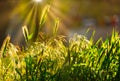 Wild grass backlit by setting sun in the summer Royalty Free Stock Photo