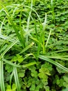 wild grass blosoom background nature Royalty Free Stock Photo