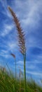 wild grass and blue sky in the morning Royalty Free Stock Photo