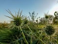 wild grass with blur background