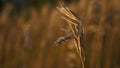 Wild grass stalk with a blured background