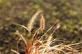 Wild grass in countryside garden. Pennisetum ornamental fountain grass. Biodiversity and landscaping garden flower beds