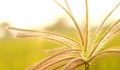 A beautiful landscape of crow foot grass flowers with sunset lighting. Royalty Free Stock Photo