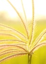 A wonderful landscape of crow foot grass flowers with sunset lighting. Royalty Free Stock Photo