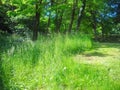 Wild grass in time of harvest