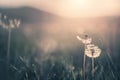 Wild grass with dandelions in the mountains at sunset Royalty Free Stock Photo
