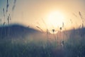 Wild grass with dandelions in the mountains at sunset Royalty Free Stock Photo