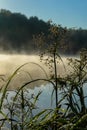 Wild grass with dew, quiet early morning on the lake, dawn, first rays of the sun. Concept of seasons, environment