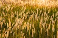 Wild grass field with spikelets in the rays of the rising sun, the concept of harmony with nature and tranquility Royalty Free Stock Photo