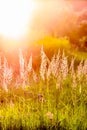 Wild grass on a field in a warm sunset light in a summer evening Royalty Free Stock Photo