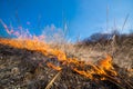 Wild grass on fire Royalty Free Stock Photo