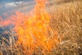 Wild grass on fire