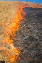 Wild grass on fire Royalty Free Stock Photo