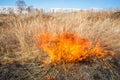 Wild grass on fire Royalty Free Stock Photo