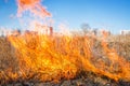 Wild grass on fire Royalty Free Stock Photo