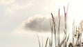 Wild grass flower blossom with wind blowing against grey sky white fluffy clouds Royalty Free Stock Photo