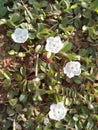 wild grass flower, found in the fields of the sertao.