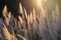 Wild grass flower on golden sunset background Royalty Free Stock Photo