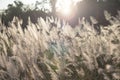 Wild grass flower on golden sunset background Royalty Free Stock Photo