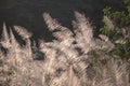 Wild grass flower on golden sunset background Royalty Free Stock Photo