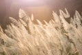 Wild grass flower on golden sunset background Royalty Free Stock Photo