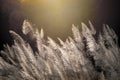 Wild grass flower on golden sunset background Royalty Free Stock Photo