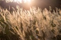 Wild grass flower on golden sunset background Royalty Free Stock Photo