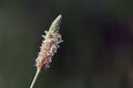 Wild grass flower Royalty Free Stock Photo