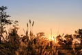 Wild grass flower with sun light Royalty Free Stock Photo