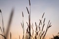 Wild grass flowers and evening sunlight Sunset with golden light, flowers in the countryside Royalty Free Stock Photo