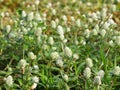 Wild grass flowers Royalty Free Stock Photo