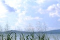 Wild grass flowjer blossom growing at the seaside with blur blur sea and bright sky