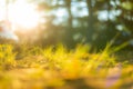 Green grass background with sun beam. Bright natural bokeh. Soft focus. Abstract nature background Royalty Free Stock Photo