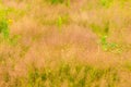 Wild Grass Foxtails.