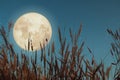 wild grass and full moon with star. Retro style with vintage color tone