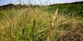 Wild grass in the galleys Royalty Free Stock Photo