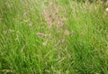 Closeup of wild grass