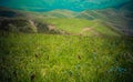 Wild grass on highland meadow  in Artvin in Turkey Royalty Free Stock Photo