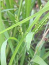 Wild grass nature close seeds