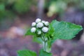 billy goat weed (Ageratum conyzoides)